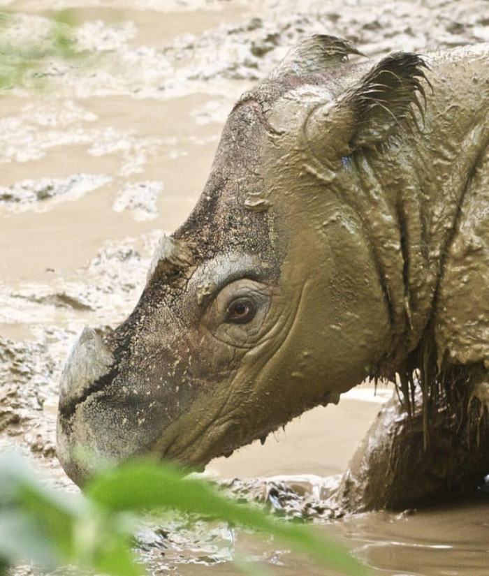 10) Sumatran Rhinoceros