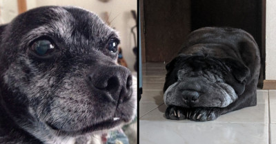 40 Pictures Of Cute Senior Dogs That Prove They Are Just As Adorable As Puppies