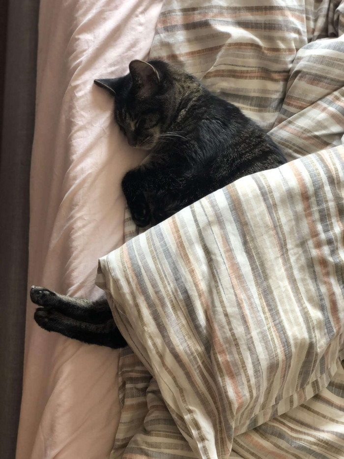 “He will enter my room every night at around 10 p.m. If I am already in bed, he will force his way under the covers, and if I am not in bed, he will sit exactly where I sleep and meow until I go to bed.”