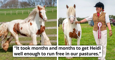 Neglected Horse Is Now Winning Awards After Being Brought Back From The Brink Of Death