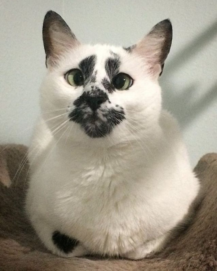 Lounging in her cat condo, surveying the house. She knows how to relax and enjoy life