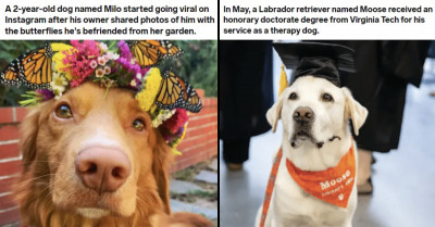 These 14 Wholesome Doggo Posts Will Melt Your Heart