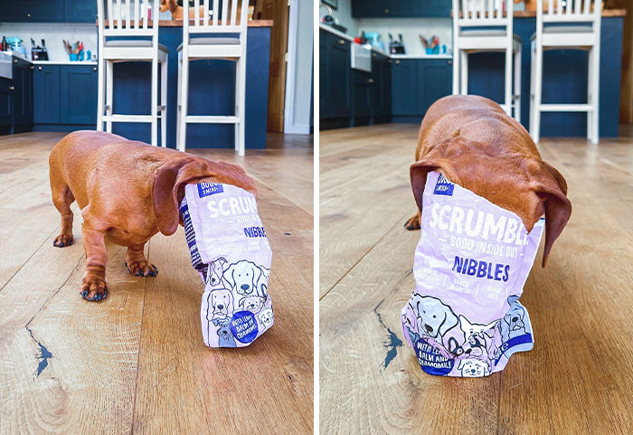 "Sometimes You’ve Just Got To Get Your Whole Snout Into Those Treats When Your Human Backs Are Turned"