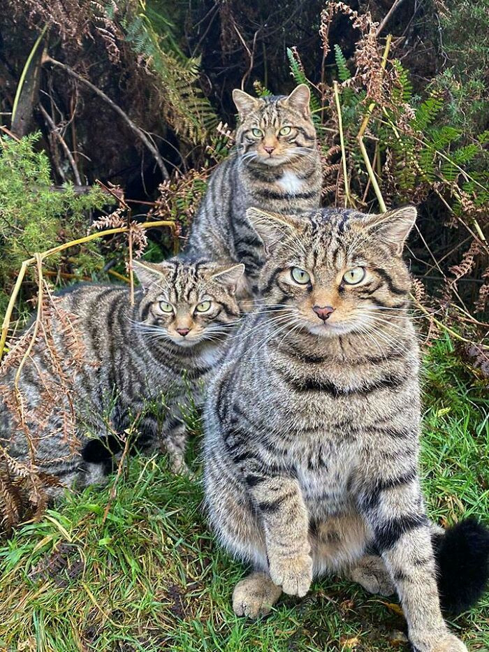 After nearly 2,000 years of isolation, the Scottish wildcat has lost its genetic identity following decades of interbreeding with domestic cats, leading scientists to declare the species genomically extinct in the wild.