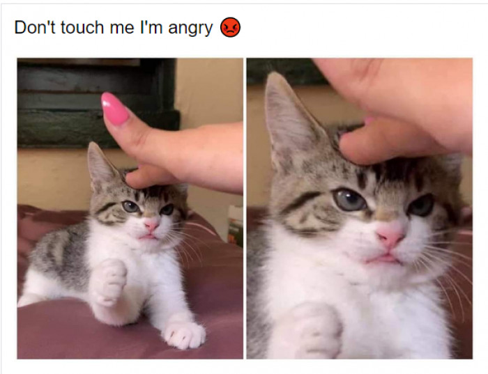 9. Angry kitty...