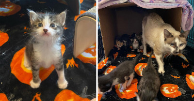 These Seven Halloween Kittens Brightened Up Foster Care With Adorableness Overload