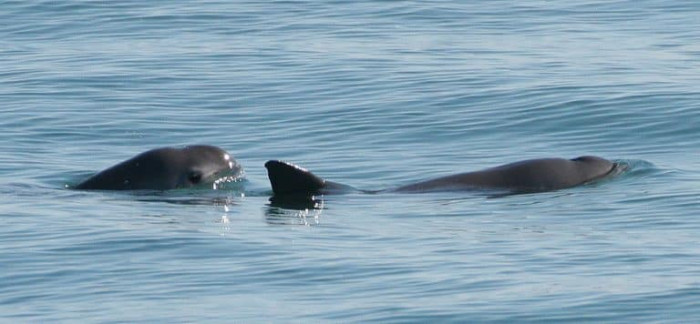 15) Vaquita