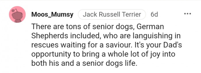 13. There are tons of senior dogs out there