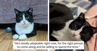 Meet Junior, The Coors Field Kitten Who Is Ready To Secure a Permanent Home