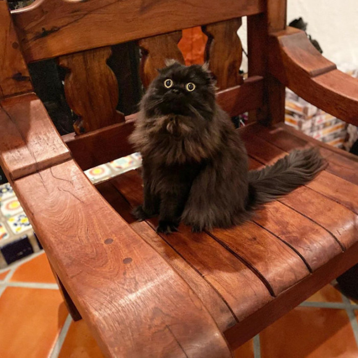 “This is no longer your bench…it is now my throne. That is all hooman. Leave me now.”