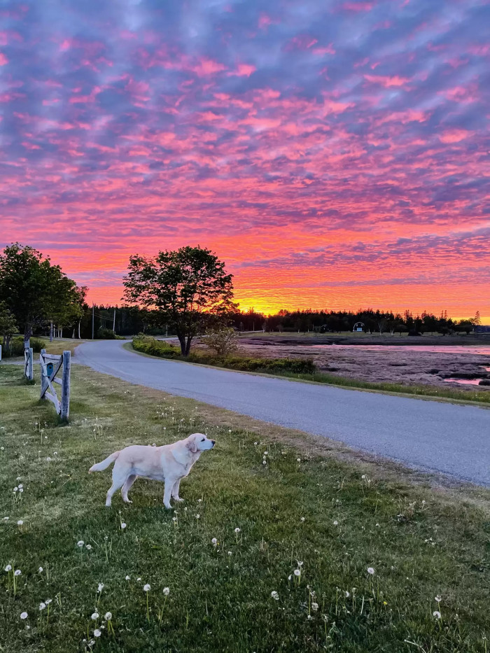 But even though she's wary of potential trespassers, Lily always hopes that a friendly person will pass by and come say hi to her.