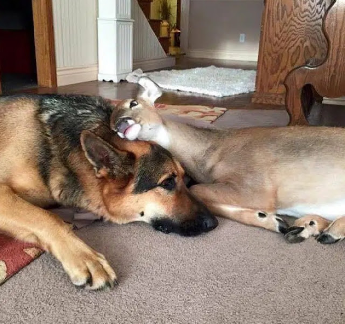 The thought of being separated from his adopted fawn, with whom he had shared countless cherished moments, was a difficult one for him to bear. But he knew he had to let go