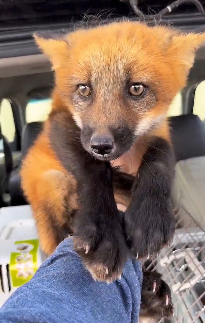 "A Fox Rescued From A Fur Farm On Her Way Home"
