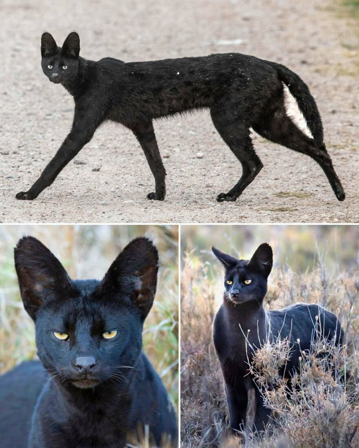 The Black Serval (Leptailurus Serval)