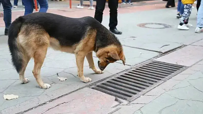 This stray dog was the talk of the town in Turkey when he was seen looking into a storm drain.