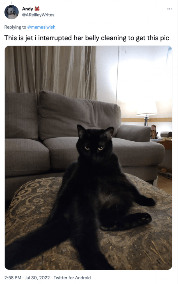 13. Jet does not look too happy about being interrupted, though.