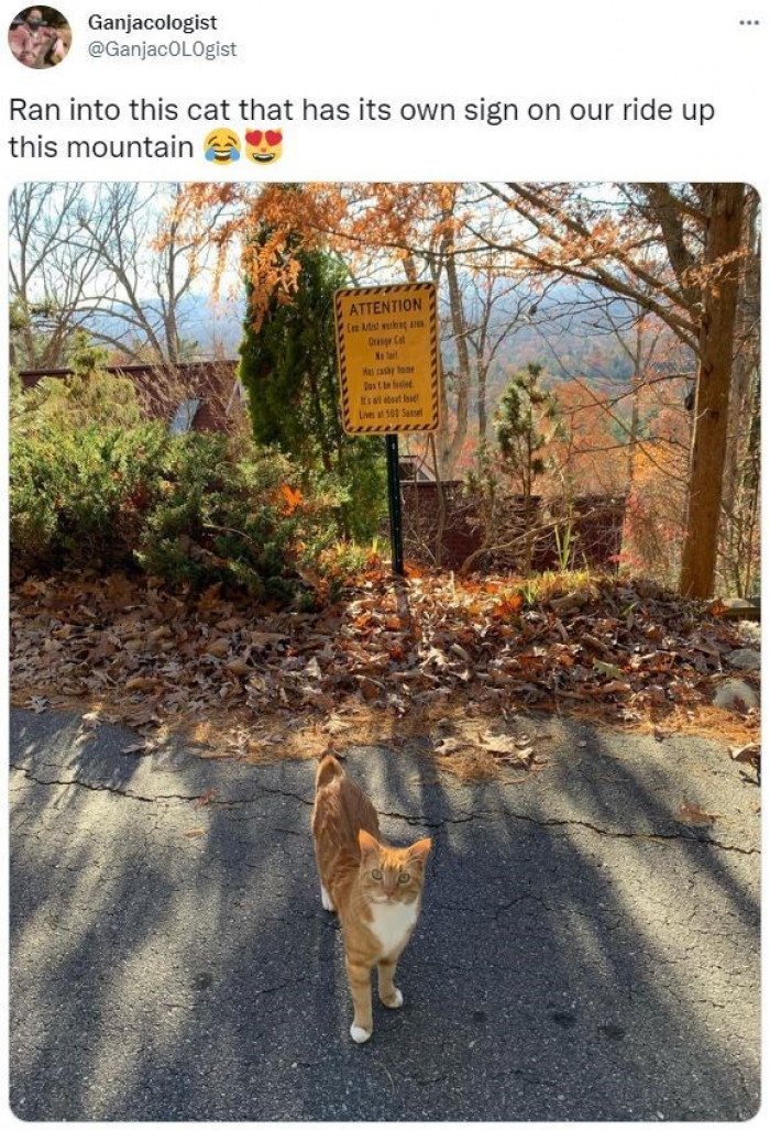 Here's another cat with a sign written about them.