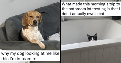 22 Of The Funniest Cat And Dog Tweets You Don't Want To Miss Out On