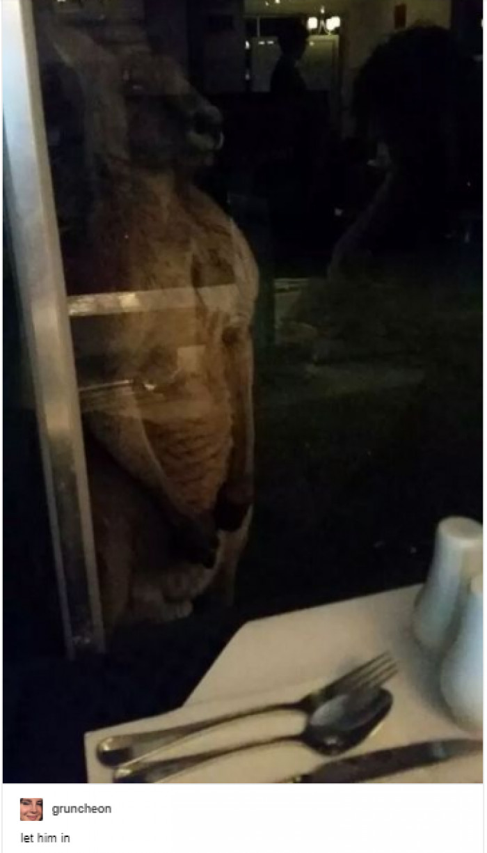 9. Just let him in so he can have a good meal as well