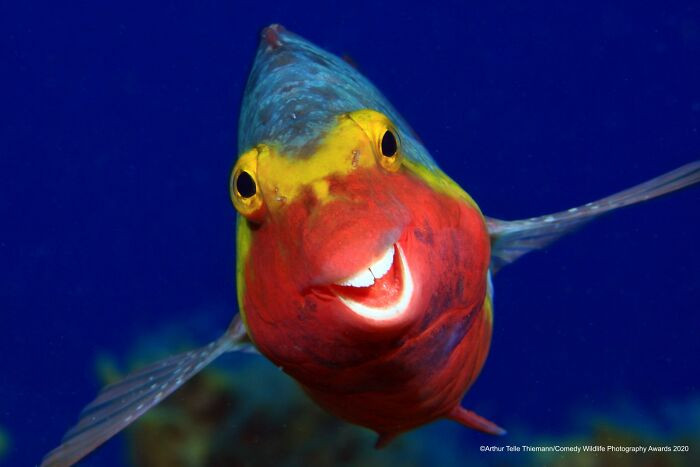 Smiley By Arthur Telle Thiemenn