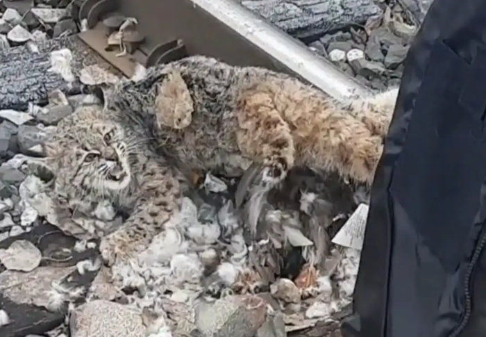 The poor bobcat was afraid of the crew, despite their humane intentions