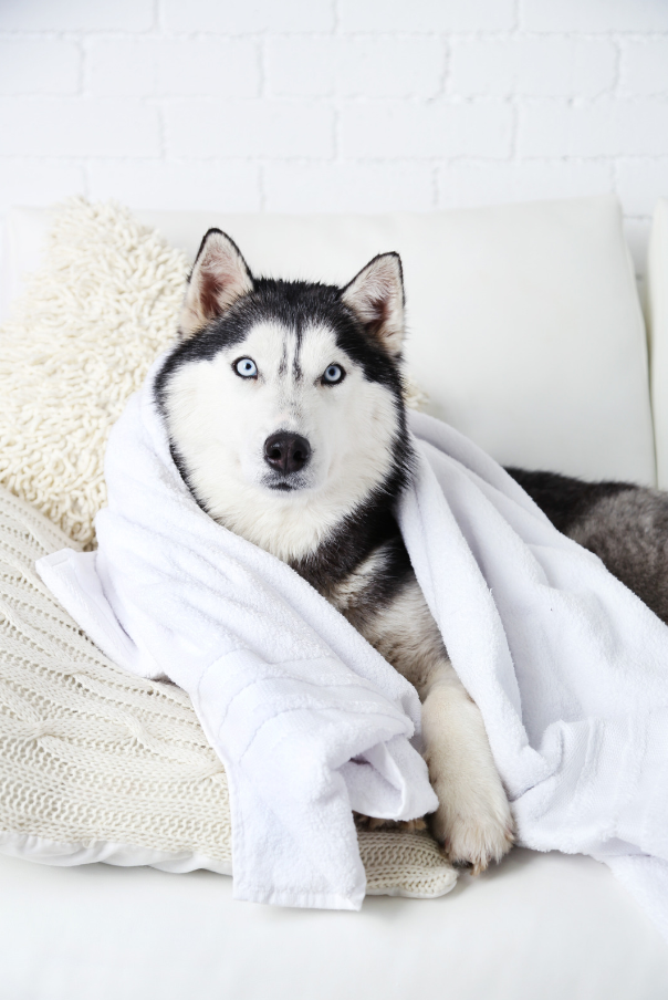 For people who don't want fur on your couch: towels are your friend.