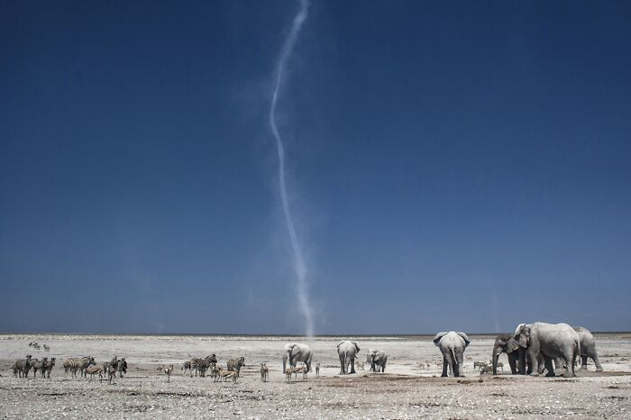 “Etosha Twister” By Jodi Frediani