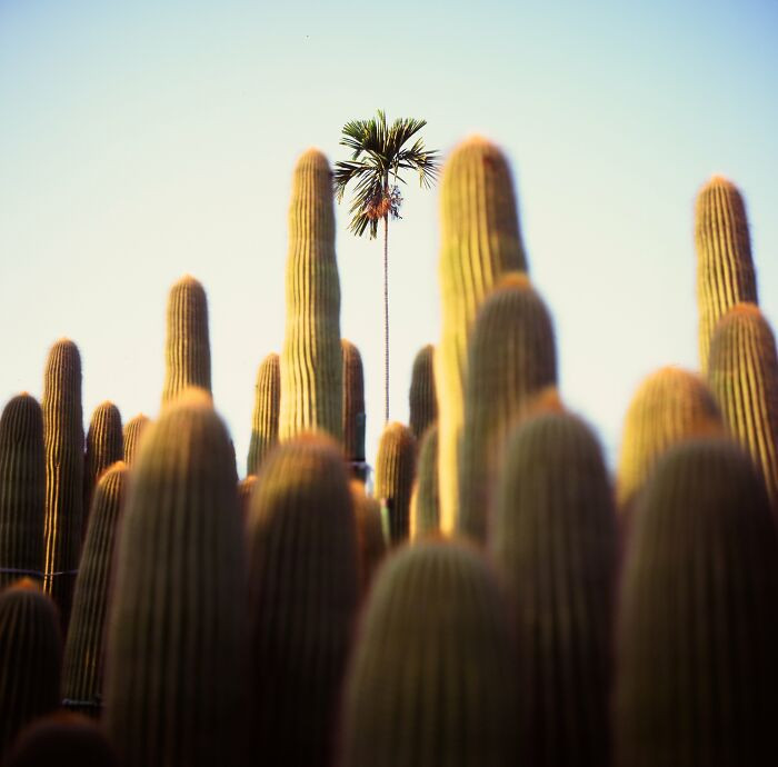 “Oasis” By Zhao-Yu Wen