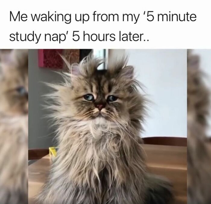 5. A five minutes study nap