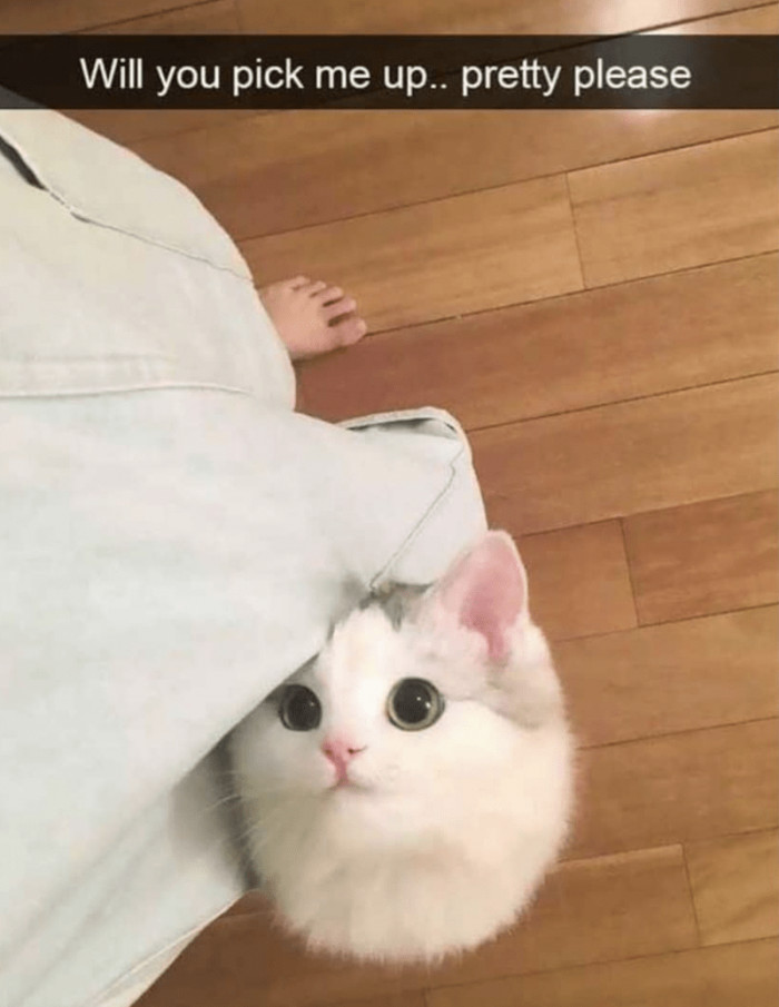 5. Pick me up, human. I can't keep this cute act for too long.