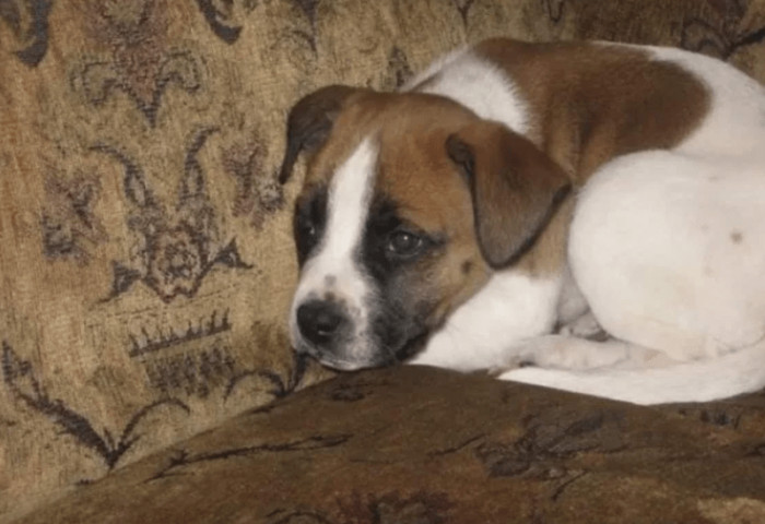 10. "Our old family dog Patrick, the day we got him and ~9 years later"