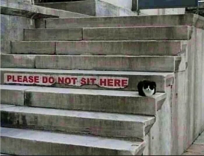 21. Cats do not care about the law