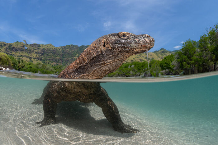 Commended, Wildlife, Sealife, Birdlife Portfolio: Suliman Alatiqi, Kuwait