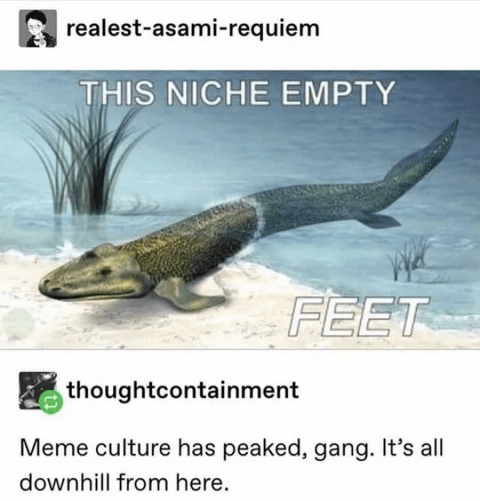 5. Peak of meme culture