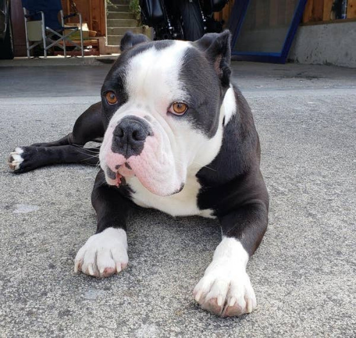 7. "This is my boy Frank. I adopted him last week from a family that didn't have time to care for him."