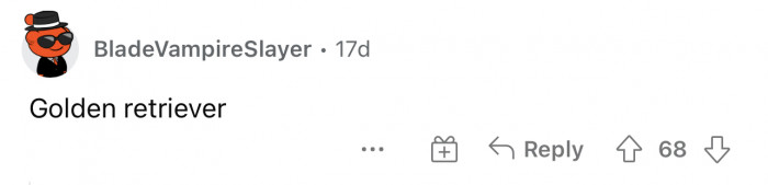 Golden Retrievers are truly a great breed to choose for many reasons.