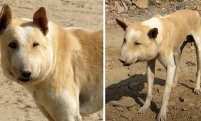 A man saw a homeless dog roaming around with a painfully swollen face