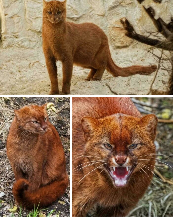Jaguarundis are elusive creatures with keen senses of sight, hearing, and smell. Although primarily terrestrial, they are also skilled climbers and swimmers, adapting effortlessly to a wide range of environments.