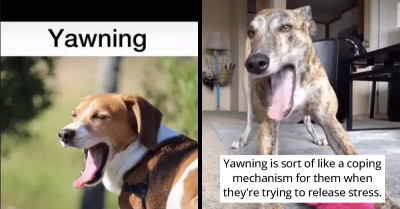 TikTok Videos About Greyhounds Raise Awareness About Dog Psychology