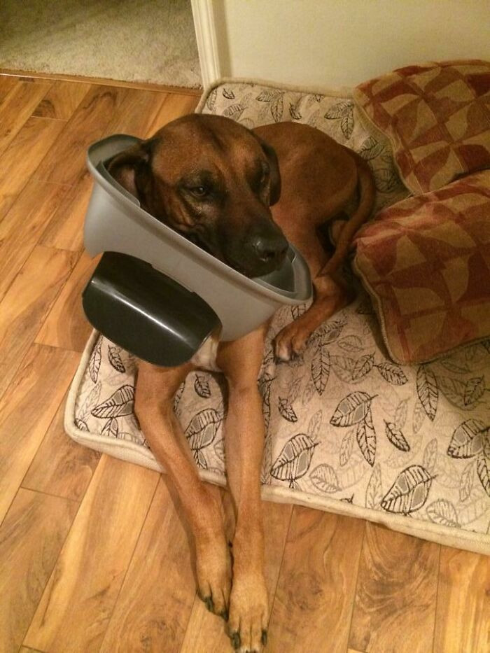 40. Dog owner comes home and sees trash around the house. Then finds the culprit.