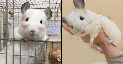 15 Chinchillas That Are So Round And Cute They Will Melt Any Icy Heart