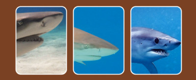 16 Types of Sharks With Pictures and Identification Tips