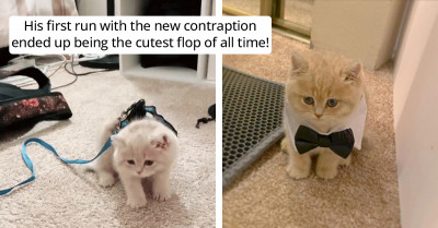 Hilarious Moment Cat Named Egg Gets Hatched As He Tries Out His New Harness
