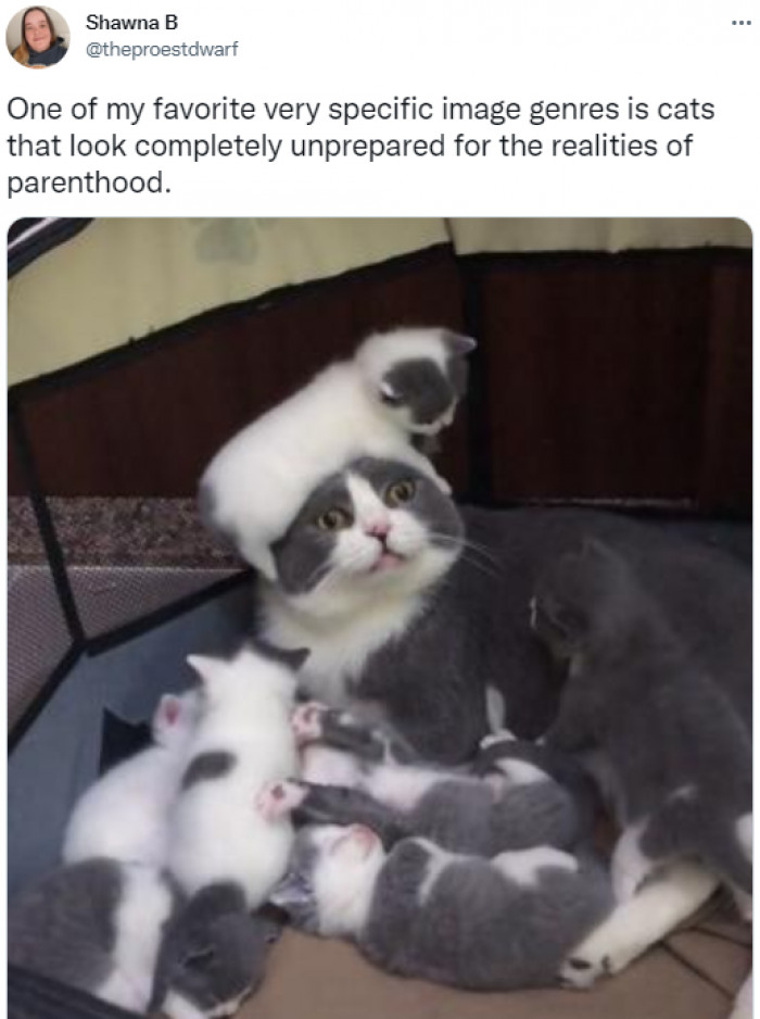 And the little kitten climbed on her head, literally.