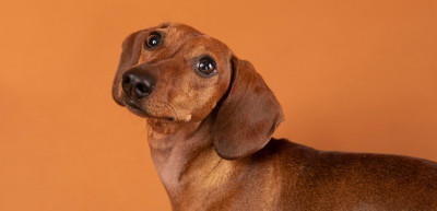 150 Brown Dog Names Inspired by Color, Food and Nature