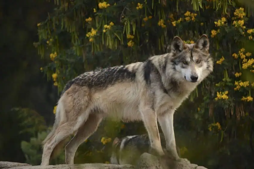 Once on the edge of extinction, the Mexican wolf has been making a slow return to the wild