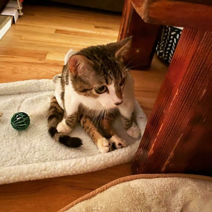 "He Was Found With A Bullet In His Back. He’s Paralyzed And Will Be Spoiled And Loved Forever"