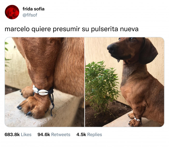 2. Translation: 'Marcelo wants to show off his new bracelet.'