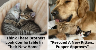 40 Inspiring Tales And Heartwarming Images Of Joyful Pet Adoptions