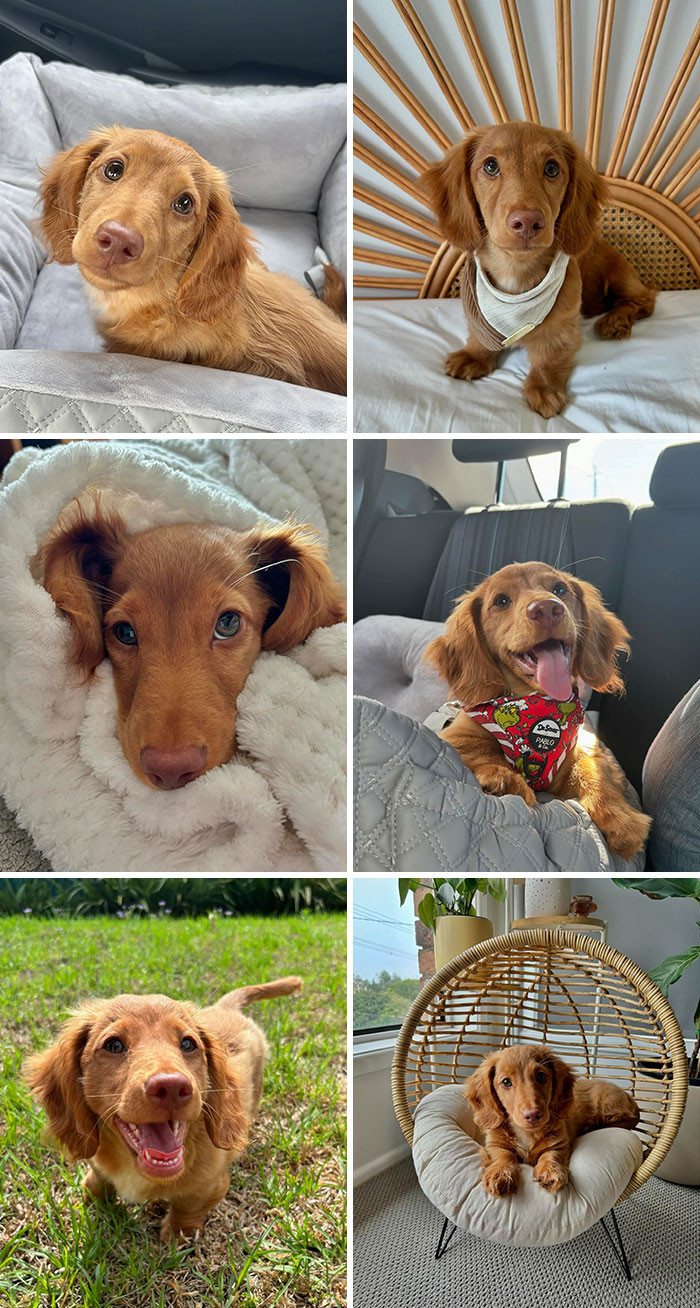 "Sunny’s First Birthday Is This Thursday And I Can’t Stop Going Through His Puppy Pictures"